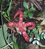 Clathrus archeri image