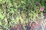 Ascocoryne sarcoides image