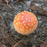 Amanita persicina image