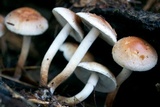 Hypholoma capnoides image