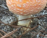 Amanita persicina image