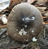 Amanita sect. Vaginatae image