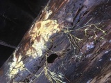 Piloderma bicolor image