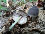 Pluteus saupei image