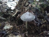 Pluteus saupei image