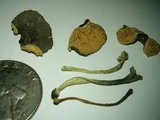 Pluteus saupei image