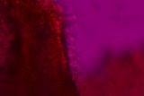Pluteus saupei image