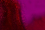 Pluteus saupei image