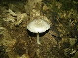 Pluteus saupei image