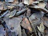 Gymnopus quercophilus image
