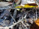 Gymnopus quercophilus image