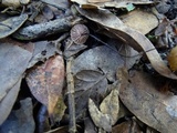 Gymnopus quercophilus image
