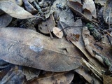 Gymnopus quercophilus image