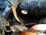 Gymnopus quercophilus image
