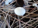 Mycena capillaripes image