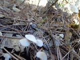 Mycena capillaripes image