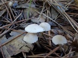 Mycena capillaripes image