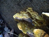 Phellinus gilvus image