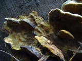 Phellinus gilvus image