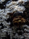 Phellinus gilvus image