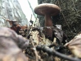 Lactarius helvus image