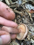 Lactarius helvus image