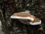 Fomitopsis mounceae image