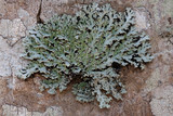 Heterodermia obscurata image