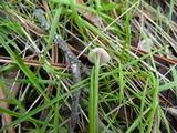 Mycena capillaripes image