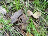 Mycena capillaripes image