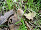 Mycena capillaripes image