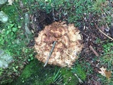 Grifola frondosa image