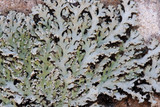 Heterodermia obscurata image