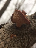 Polyporus alveolaris image