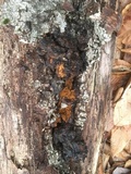 Inonotus obliquus image