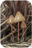 Psilocybe pelliculosa image