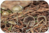 Psilocybe pelliculosa image