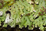 Heterodermia obscurata image