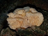 Sarcodontia pachyodon image