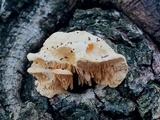 Sarcodontia pachyodon image