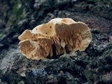 Sarcodontia pachyodon image