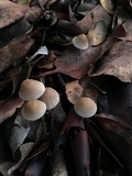 Mycena capillaripes image