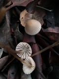 Mycena capillaripes image