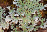 Heterodermia speciosa image