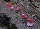 Ascocoryne sarcoides image