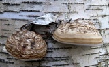 Fomes excavatus image