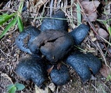 Scleroderma polyrhizum image