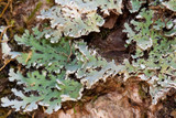 Heterodermia speciosa image