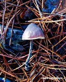 Macrocystidia cucumis image