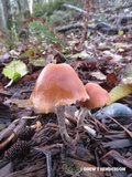 Hypholoma dispersum image